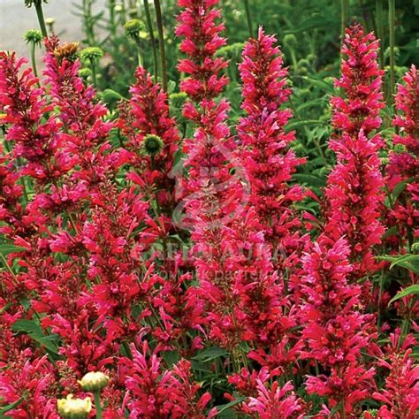 Купить семена Лофант Lophanthus Red Selection в Москве: доставка семян ...