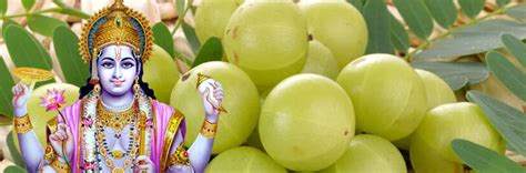 Amla Navami Celebration Date Story Importance