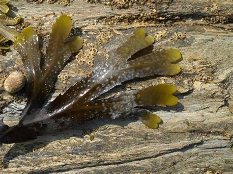 Marine fungus 1 ? on Saw wrack, Fucus serratus (Marine fungi images)