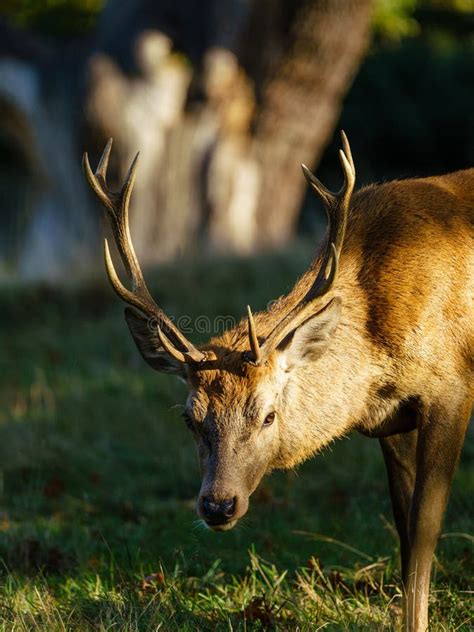 Ciervo Rojo Cervus Elaphus Western Pomerania Lagoon Area National Park