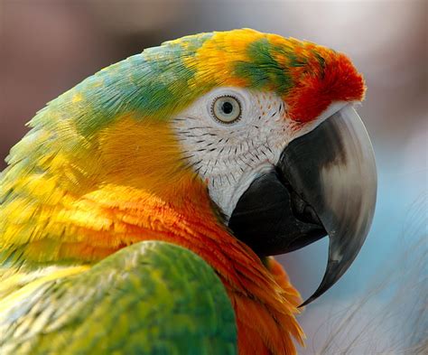 Loro Verde Y Amarillo Loro Guacamayo Pico P Jaro Fondo De Pantalla