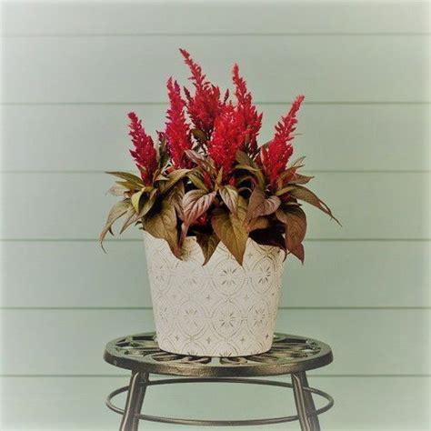 Celosia Dragon's Breath Care and Growing Guide