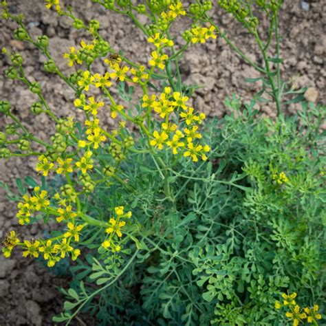 Routa vonná (Ruta graveolens) semena 20 kusů – Žít s přírodou