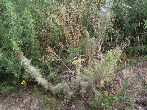 Biological control of gorse in New Zealand - Alchetron, the free social ...