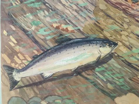 TRÈS BEAU DESSIN Gouache Poisson Truite Arc en ciel Rivière 1940 A