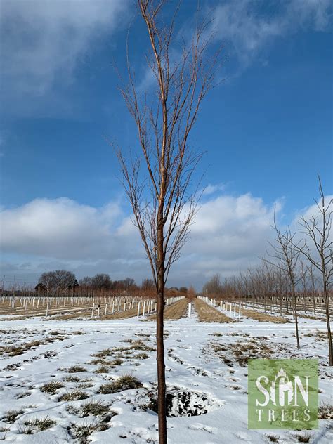 Zelkova Serrata Musashino Spring Grove Nursery