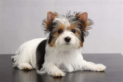 Biewer Yorkshire Terrier Миниатюрные породы собак Породы собак