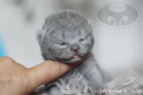 X Litter Gotham Pl British Shorthair Cattery