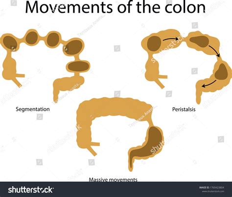 Movements Colon Massive Movements Peristalsis Segmentation Stock Vector