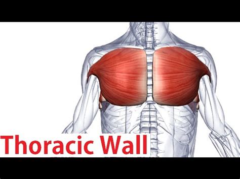 Pectoral Muscles Diagram