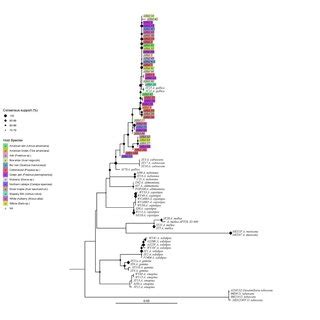 Phylogenetic Trees Were Constructed Using Maximum Likelihood Ml