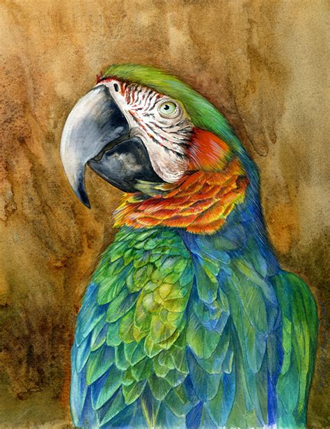 Draw the Beauty of Nature with Mindy Lighthipe: Wildlife Art, Nature "HYBRID MACAW" The Art of ...