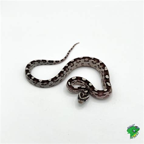 Black Albino Corn Snake – baby – Strictly Reptiles Inc.