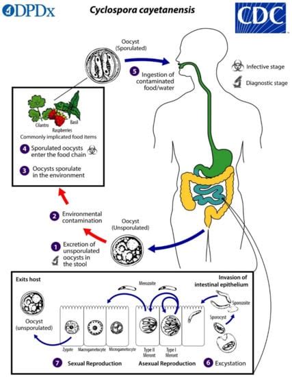 Entamoeba Histolytica Life Cycle Ppt