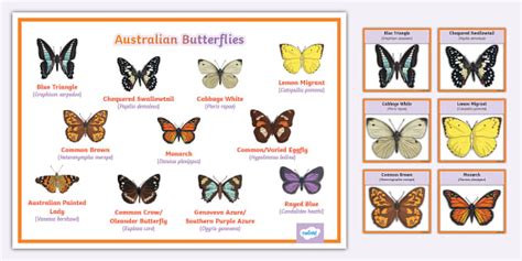 Common Australian Butterflies Identification Guide - Twinkl