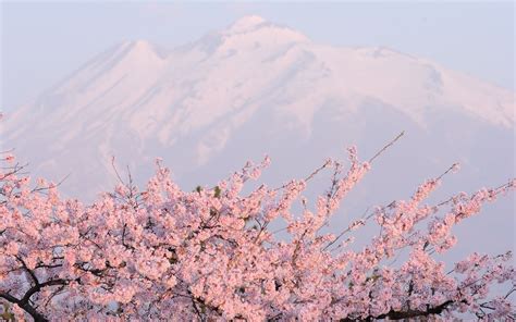 Cherry Blossom Tree with Snow Wallpapers - Top Free Cherry Blossom Tree ...