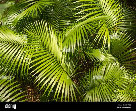 Palm Tree Foliage Leaves Background Stock Photo Alamy