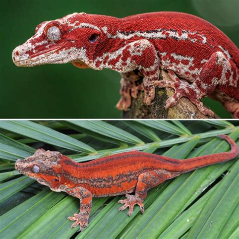 DeadPool Gargoyle Gecko for sale – TikisGeckos