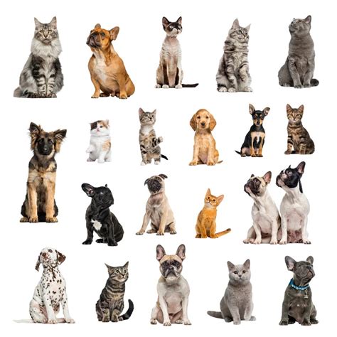 Are There More Breeds Of Cats Or Dogs