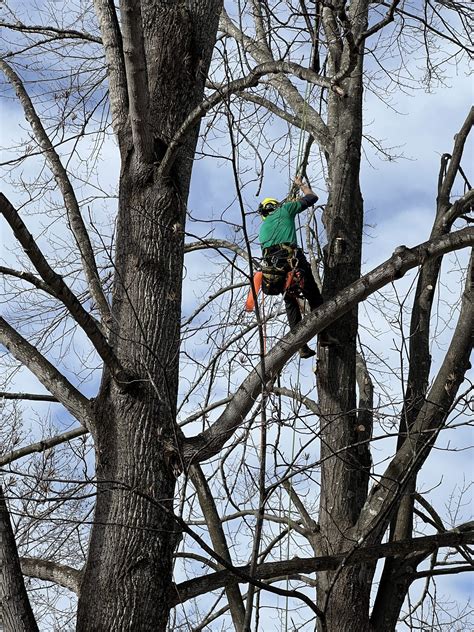 aaa tree services 3