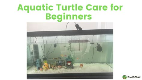 Aquatic Turtle Care for Beginners - TurtleHolic