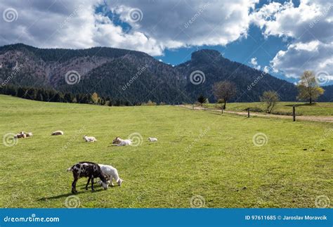 Farm animals on pasture stock image. Image of mala, terchova - 97611685