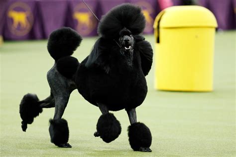 Westminster Dog Show 2024 Best In Show Winner Edyth Haleigh