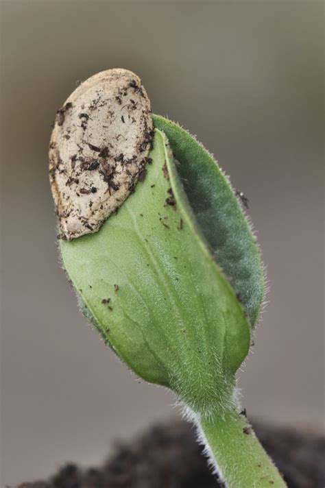 Cotyledon Plant Information - Learn About Cotyledons On Plants | Gardening Know How