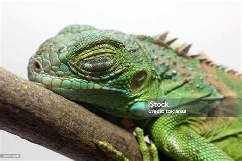 Green Iguana Baby Stock Photo - Download Image Now - Animal, Animal ...