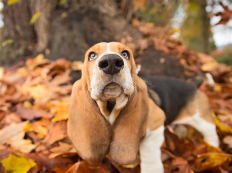 Fondos de pantalla Mirada linda del perro en usted otoño hojas