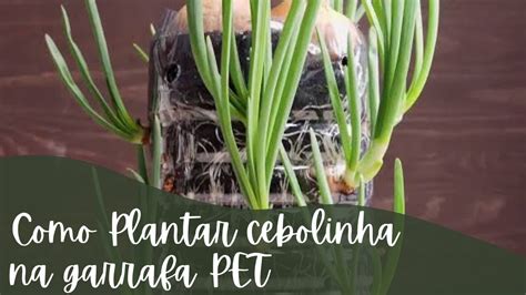 Como Plantar Cebolinha Em Garrafa PET YouTube