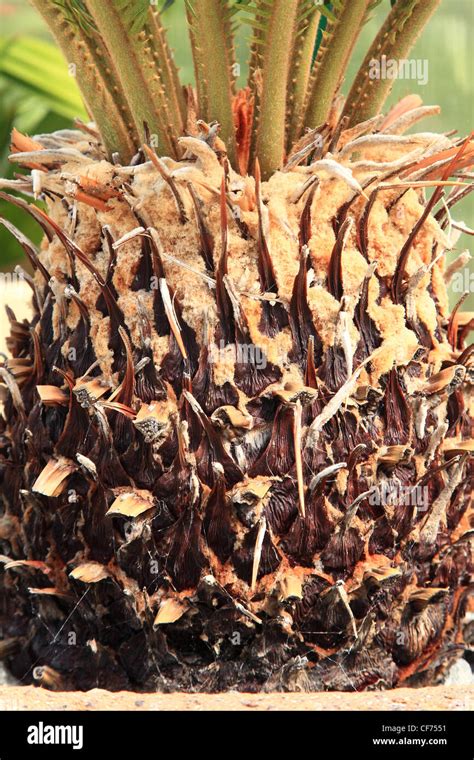 Sago Palm Fungus And Disease