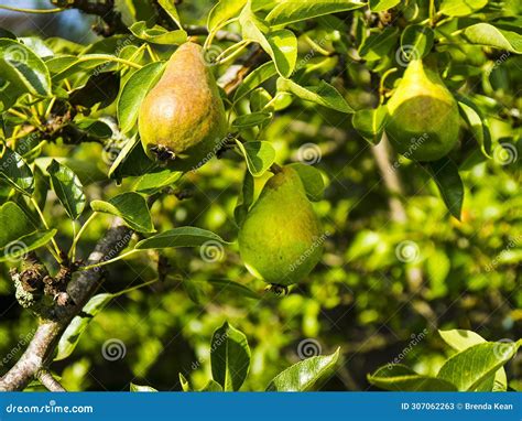 Large Ripening Pears On The Tree In My Garden Stock Image Image Of