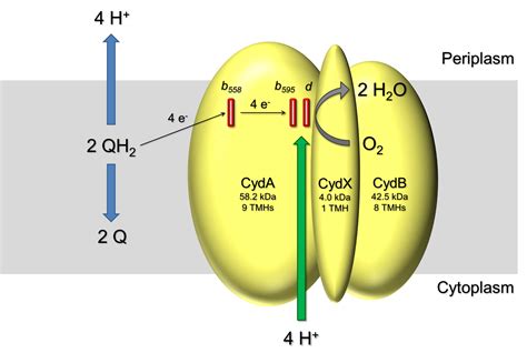 Cytochrome Bd Ubiquinol Oxidase — Biochemistry Molecular Bioenergetics