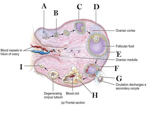 Reproductive System Lecture Exam Flashcards Quizlet