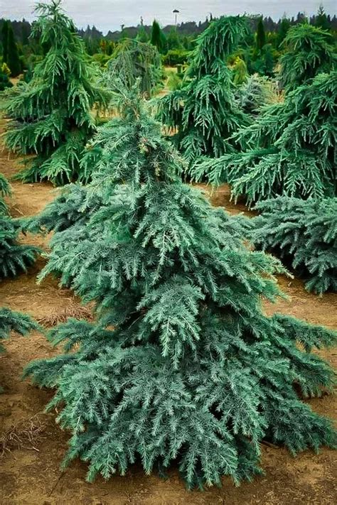 Divinely Blue Deodar Cedar Tree For Sale Online The Tree Center