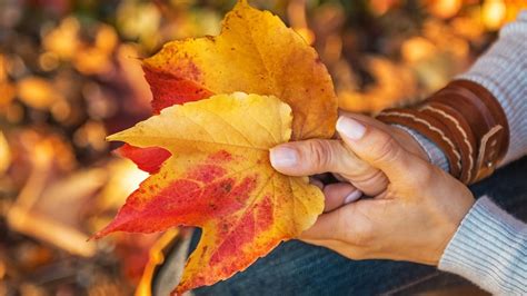 Why Do Some Trees Lose Their Leaves In Autumn Britannica