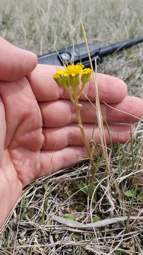 Scribner S Ragwort Variety Senecio Integerrimus Scribneri Inaturalist