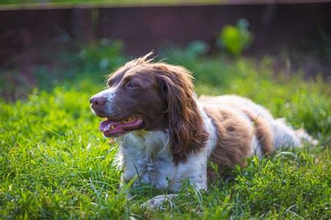 Devon Dog Rescue And Rehoming Rescue Dogs For Adoption In Devon