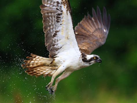 Osprey Migration: A Complete Guide | Birdfact