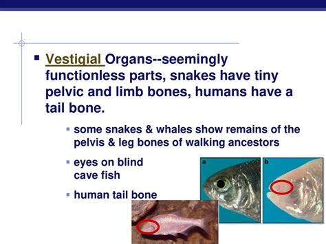 Evolution Ppt Download