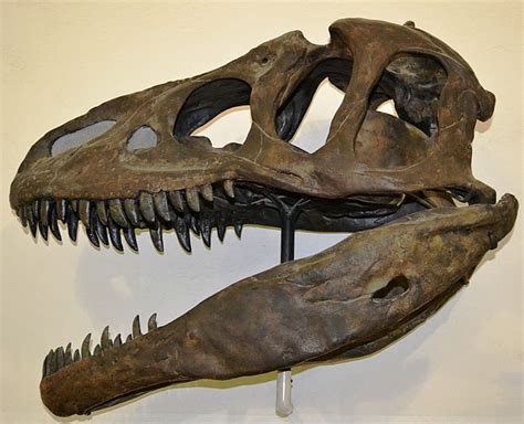 Image Allosaurus Fragilis Skull Paläontologisches Museum München