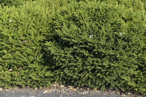 Birds Nest Spruce Plant Care And Growing Guide