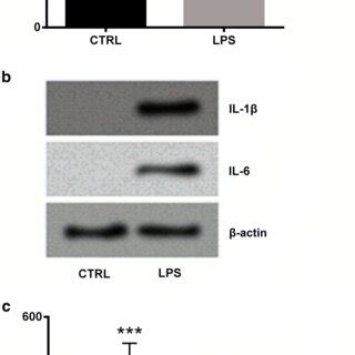 LPS Increased The Cell Viability And The Production Of Pro Inflammatory