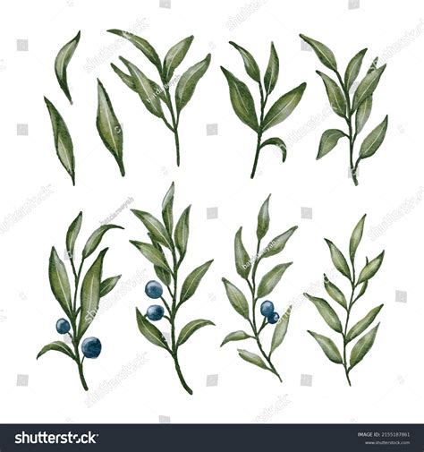 Watercolor Olive Tree Branch Set Leaves Stock Vector (Royalty Free ...