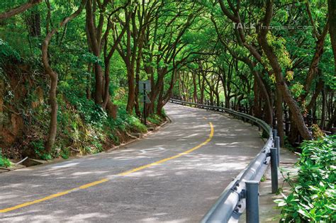 无人栏杆横图室外白天正面旅游度假美景树林植物道路路公路中国亚洲阴影曲折弯曲光线影子景观围栏分界线