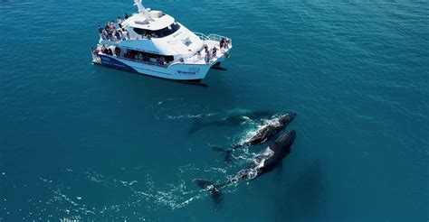 Hervey Bay Half Day Whale Watching Experience Hervey Bay Australia