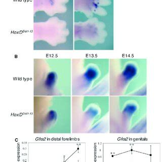 Expression Of Sgk Is Dependent On Hoxd Gene Function In Genitals And