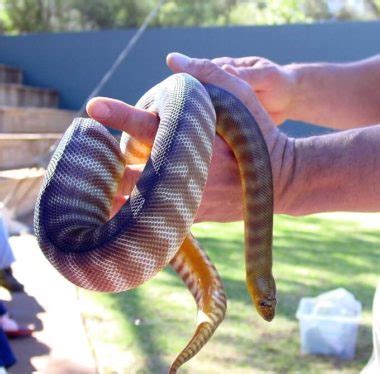 Woma Python Care: Setup, Temperament, Size, Lifespan...