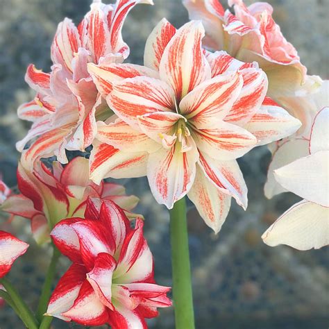 Amaryllis Mixed Bulbs Mix Of Large Double And Exotic Amaryllis Easy